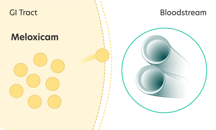 Diagram showing the low solubility and slow absorption of meloxicam from the GI tract to the bloodstream